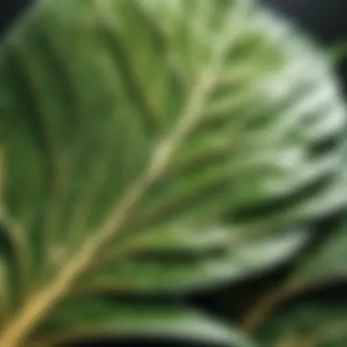 Leaf-Inspired Ventilation Architectural design mimicking the structure of a leaf for natural ventilation