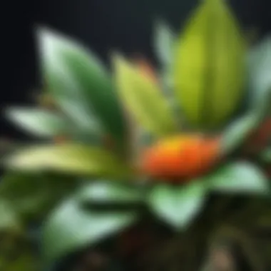 Botanical Symphony Botanical Symphony of Life
