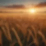 Majestic Wheat Field at Sunrise