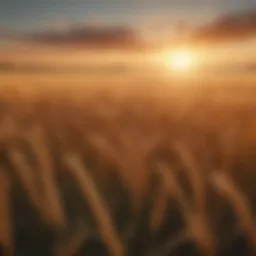 Majestic Wheat Field at Sunrise