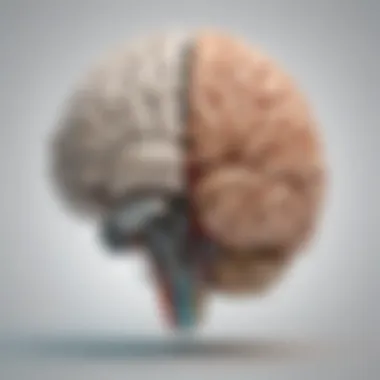 Analyzing the Left Hemisphere Dominance Cerebral Hemispheres Comparison