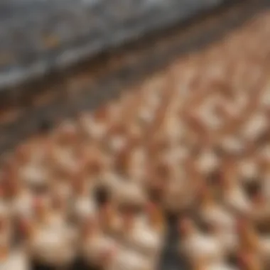 Chickens crowded in a factory farm setting