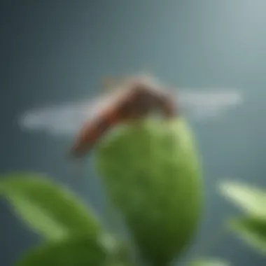 Plant-Based Mosquito Barrier Plant-Based Mosquito Barrier