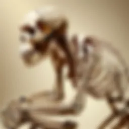 Ancient Primate Skeleton