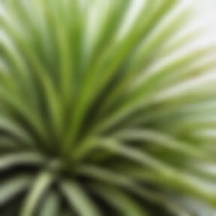 Close-up of a unique fresh air plant highlighting its texture and colors