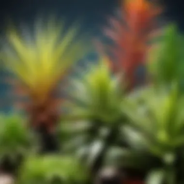 Diverse Fresh Air Plants A vibrant arrangement of fresh air plants showcasing various species