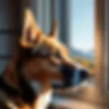 A soulful canine companion gazing out a window