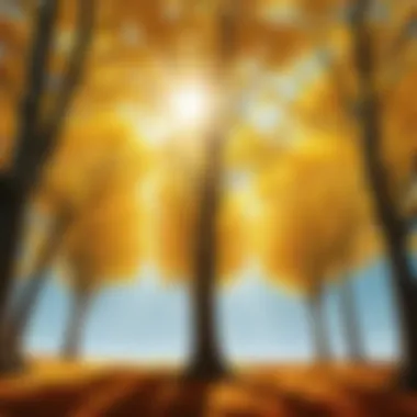 Illustration of tree canopies exchanging information through sunlight