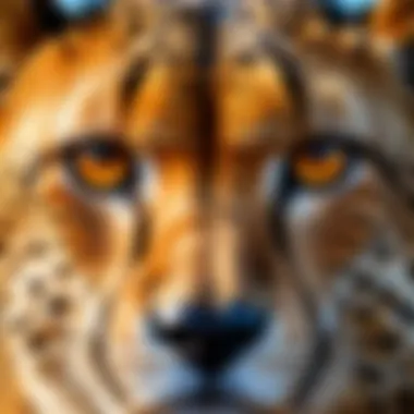 Cheetah's Intense Gaze Close-up of a cheetah's intense gaze while hunting