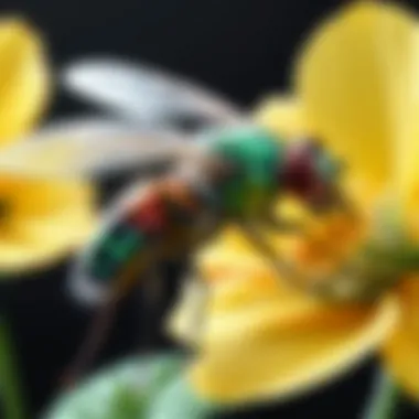 Close-up of a fly pollinating a flower