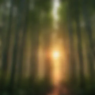 Serene Bamboo Forest at Sunrise Bamboo forest at sunrise