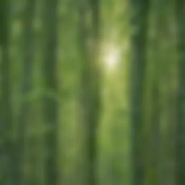 Bamboo leaves with dew glistening in sunlight