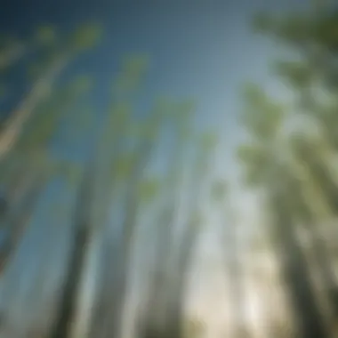 Elegant Bamboo Shoots Reaching Upwards Bamboo shoots reaching towards the sky