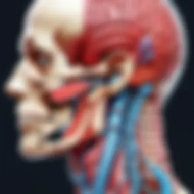 Anatomy Insights from the Past Historical medical illustrations depicting anatomy