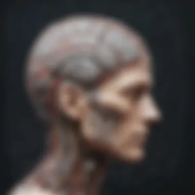 Decoding the Emotional Cartography of the Brain Emotional Brain Mapping