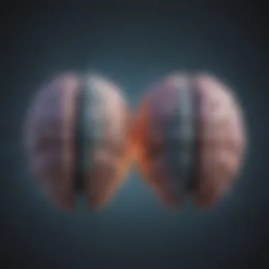 The Intricate Dance of Brain Hemispheres Illuminated Brain Hemispheres