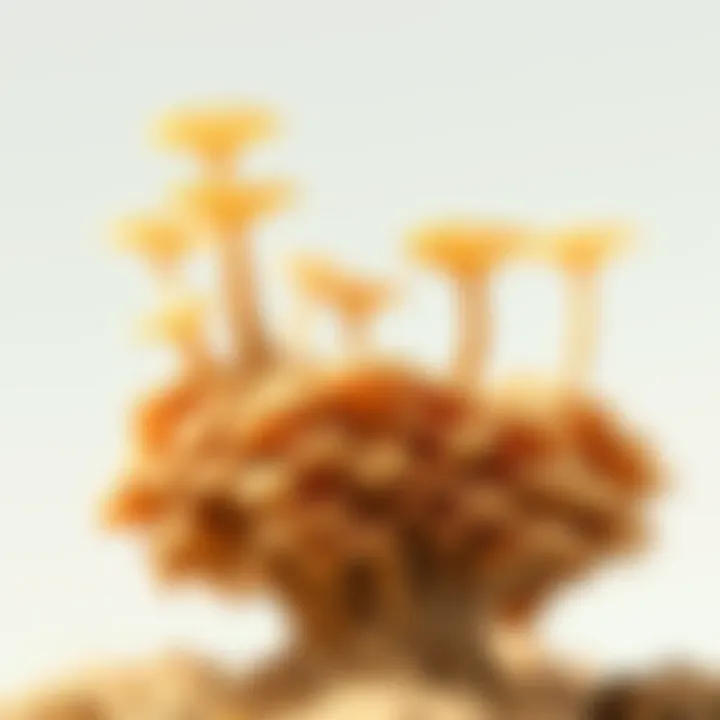 Mycelium in Sustainable Design Mycelium as a sustainable material in design