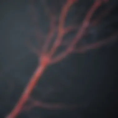 Visualizing the Complexities of Neuron Structure Neuron Structure Visualization