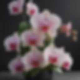 Exquisite Orchid Arrangement at Ethel's Flowers