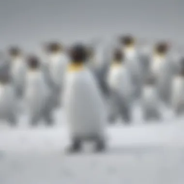 Penguin Waddling