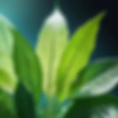 Photosynthetic Elegance Photosynthetic Elegance: The Dance of Light