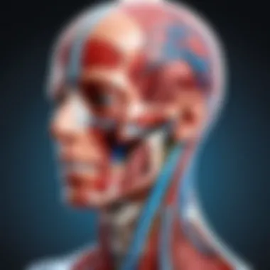 Elevating Anatomy Learning Through Virtual Dissection Enhancing learning through virtual dissection