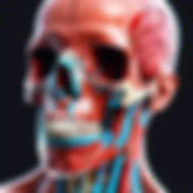 Virtual Dissection Tools: Anatomical Exploration Made Easy Virtual dissection tools for anatomical studies