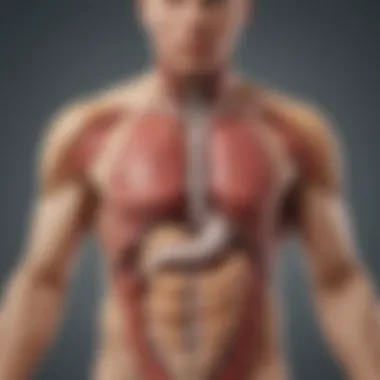 Gastrointestinal Implications of Stress Illustration showing the link between stress and digestive system dysfunction