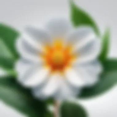 A close-up of a blooming flower, representing growth and the virtues of patience