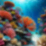 Vibrant coral reef teeming with diverse marine life