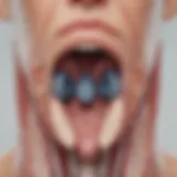 Thyroid gland cross-section anatomy