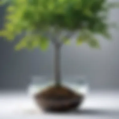 Illustration of a seedling growing into a vibrant tree representing potential