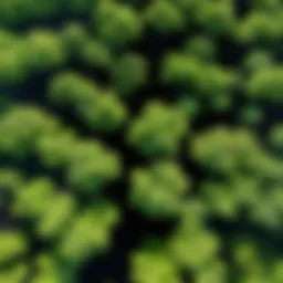 Aerial view of a lush forest canopy