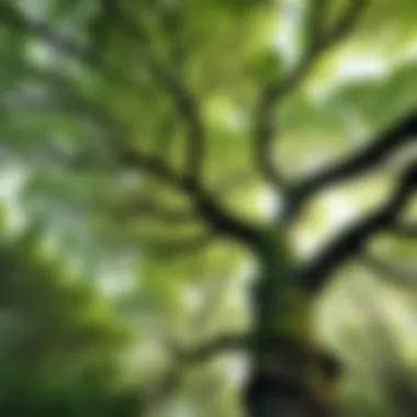 Branching Communication Interwoven network of tree branches in a dense forest